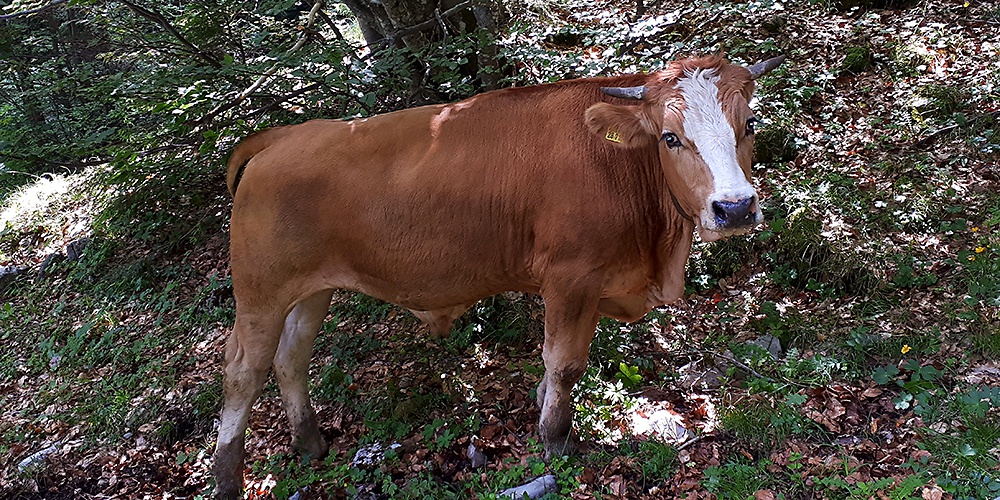 Tegernseer Almochsen - qualitativ hochwertiges Rindfleisch direkt vom Gutfelder Hof in Rottach-Egern am Tegernsee