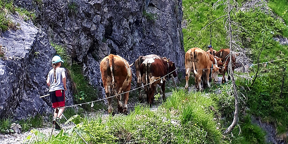 Tegernseer Almochsen - qualitativ hochwertiges Rindfleisch direkt vom Gutfelder Hof in Rottach-Egern am Tegernsee