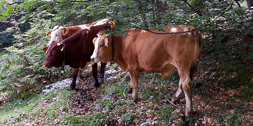 Tegernseer Almochsen - qualitativ hochwertiges Rindfleisch direkt vom Gutfelder Hof in Rottach-Egern am Tegernsee