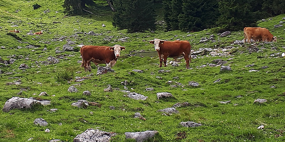 Tegernseer Almochsen - qualitativ hochwertiges Rindfleisch direkt vom Gutfelder Hof in Rottach-Egern am Tegernsee