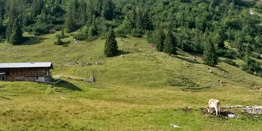 Tegernseer Almochsen - qualitativ hochwertiges Rindfleisch direkt vom Gutfelder Hof in Rottach-Egern am Tegernsee