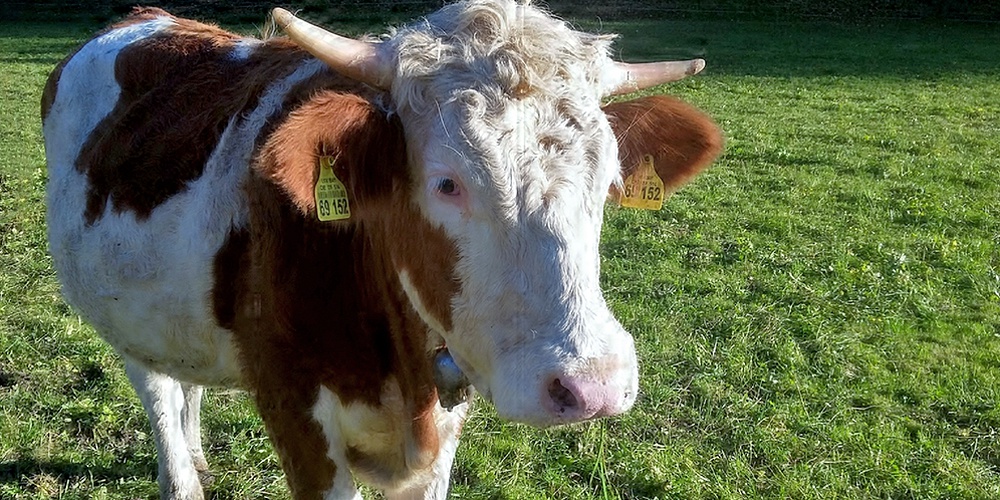 Tegernseer Almochsen - qualitativ hochwertiges Rindfleisch direkt vom Gutfelder Hof in Rottach-Egern am Tegernsee