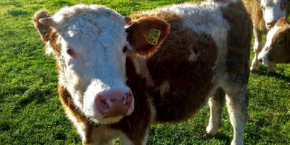 Tegernseer Almochsen - qualitativ hochwertiges Rindfleisch direkt vom Gutfelder Hof in Rottach-Egern am Tegernsee