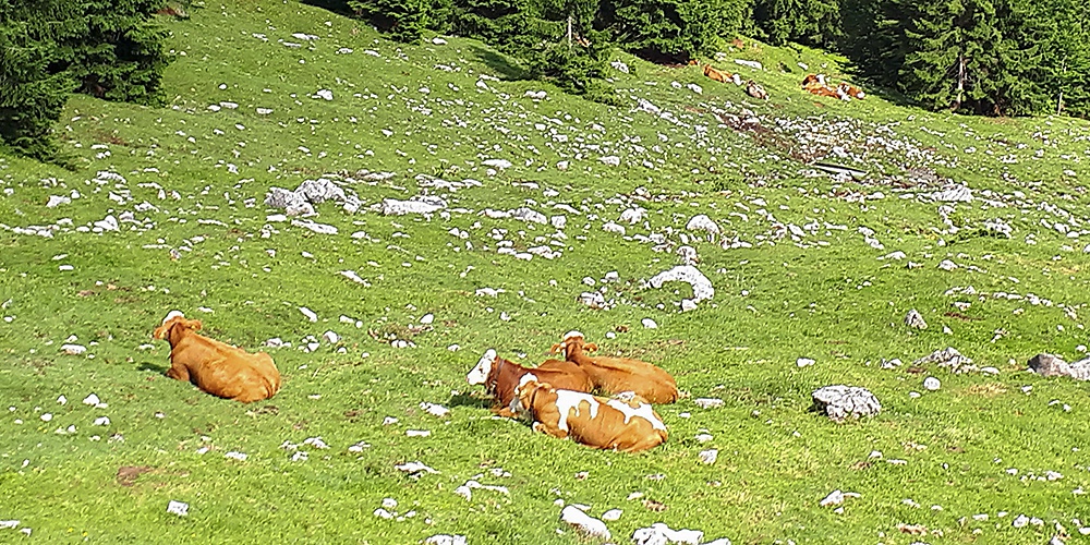 Tegernseer Almochsen - qualitativ hochwertiges Rindfleisch direkt vom Gutfelder Hof in Rottach-Egern am Tegernsee