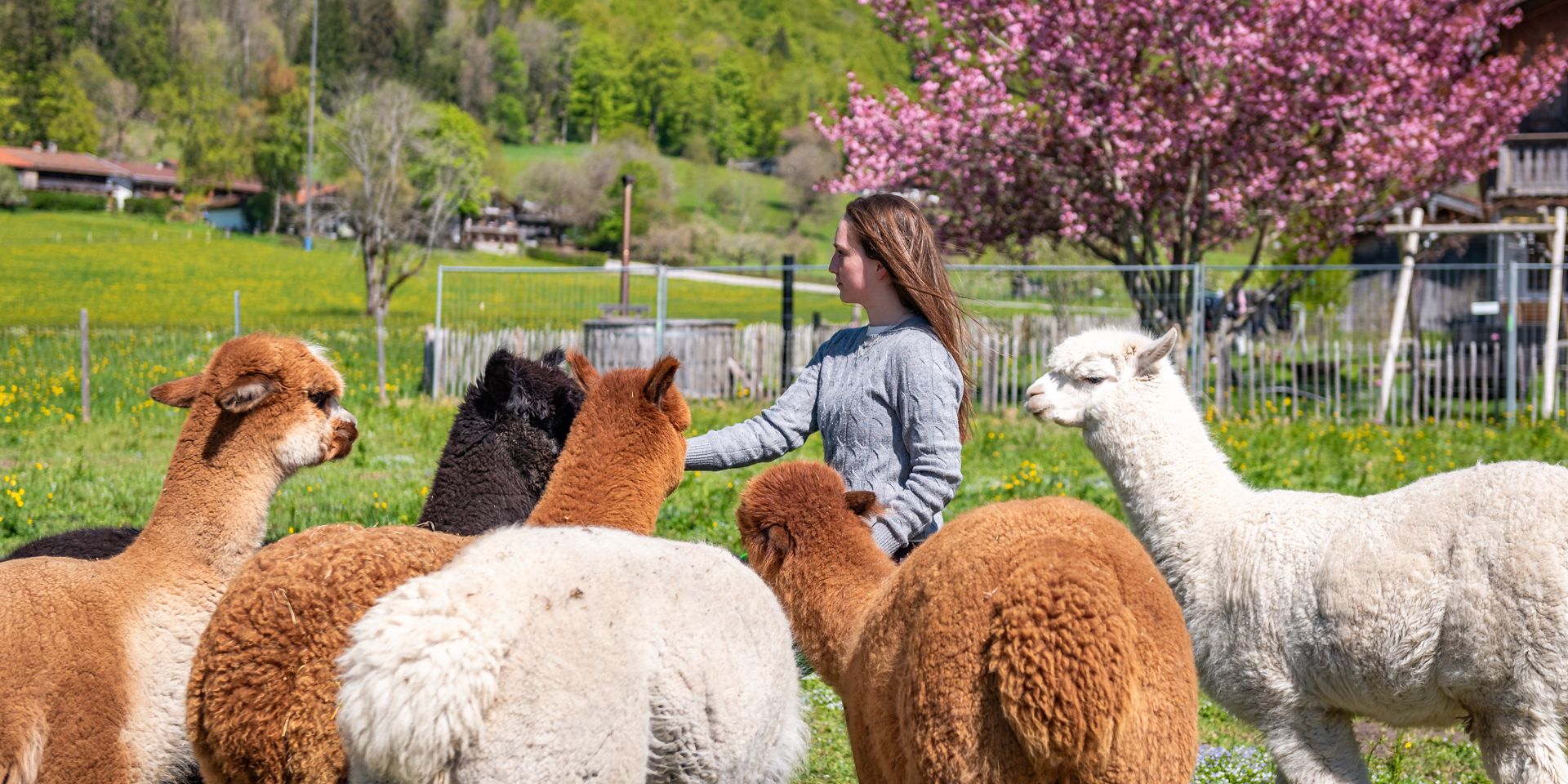 Alpakas am Gutfelder Hof in Rottach-Egern am Tegernsee