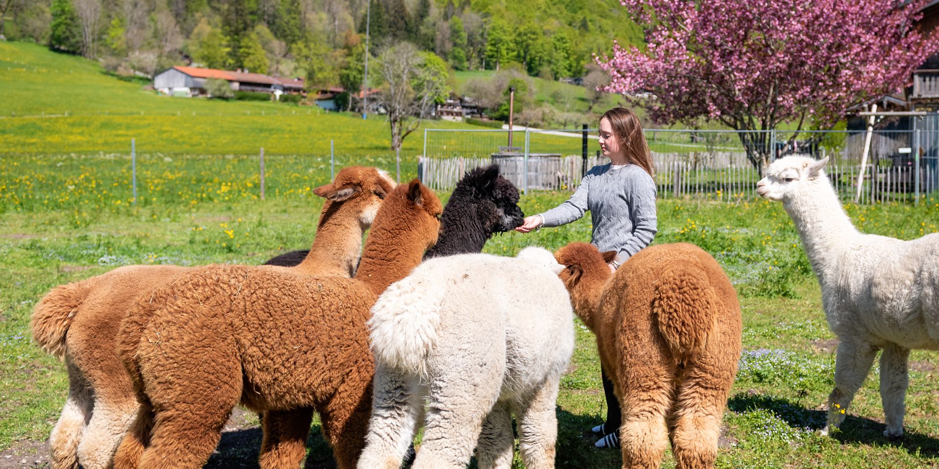 Alpakas am Gutfelder Hof in Rottach-Egern